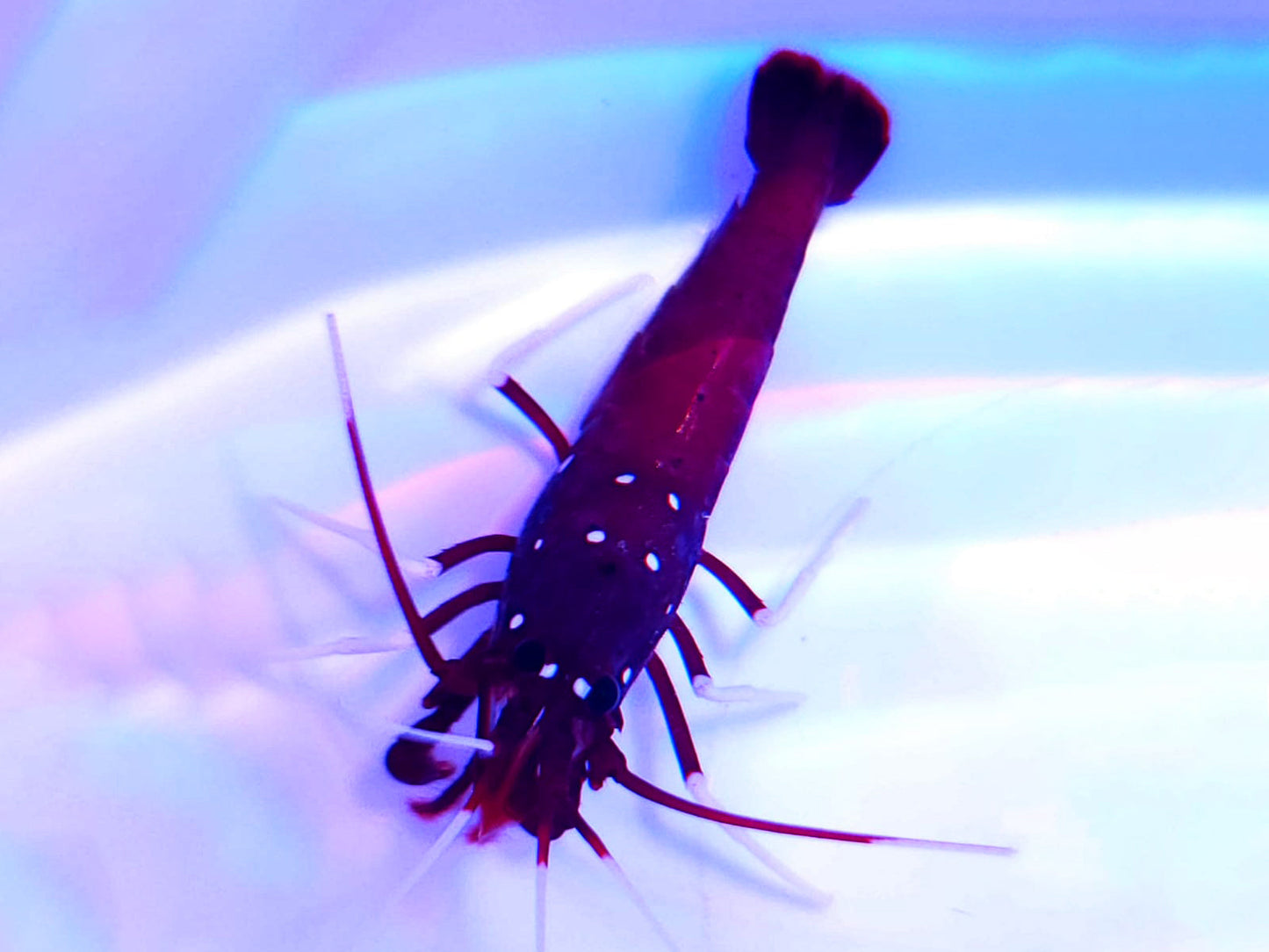 Blood Fire Shrimp