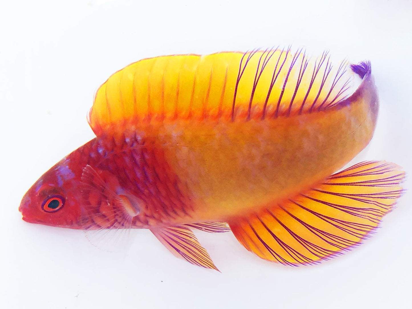 Red Velvet Wrasse Terminal Phase