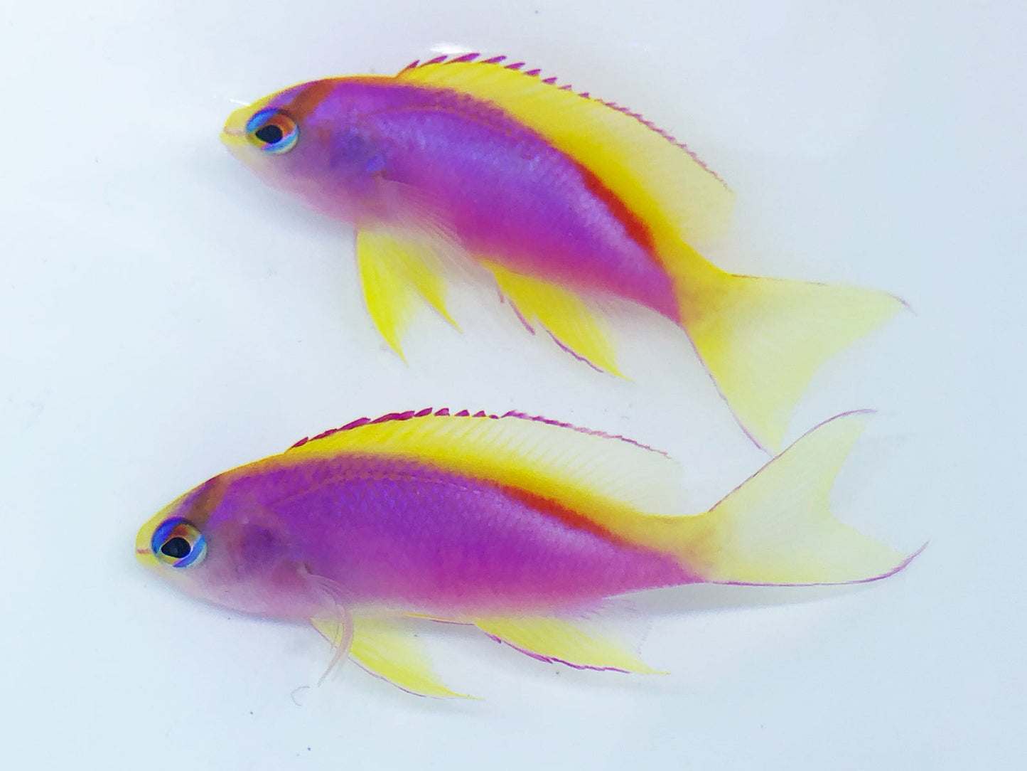 Japanese Ventralis Anthias Female