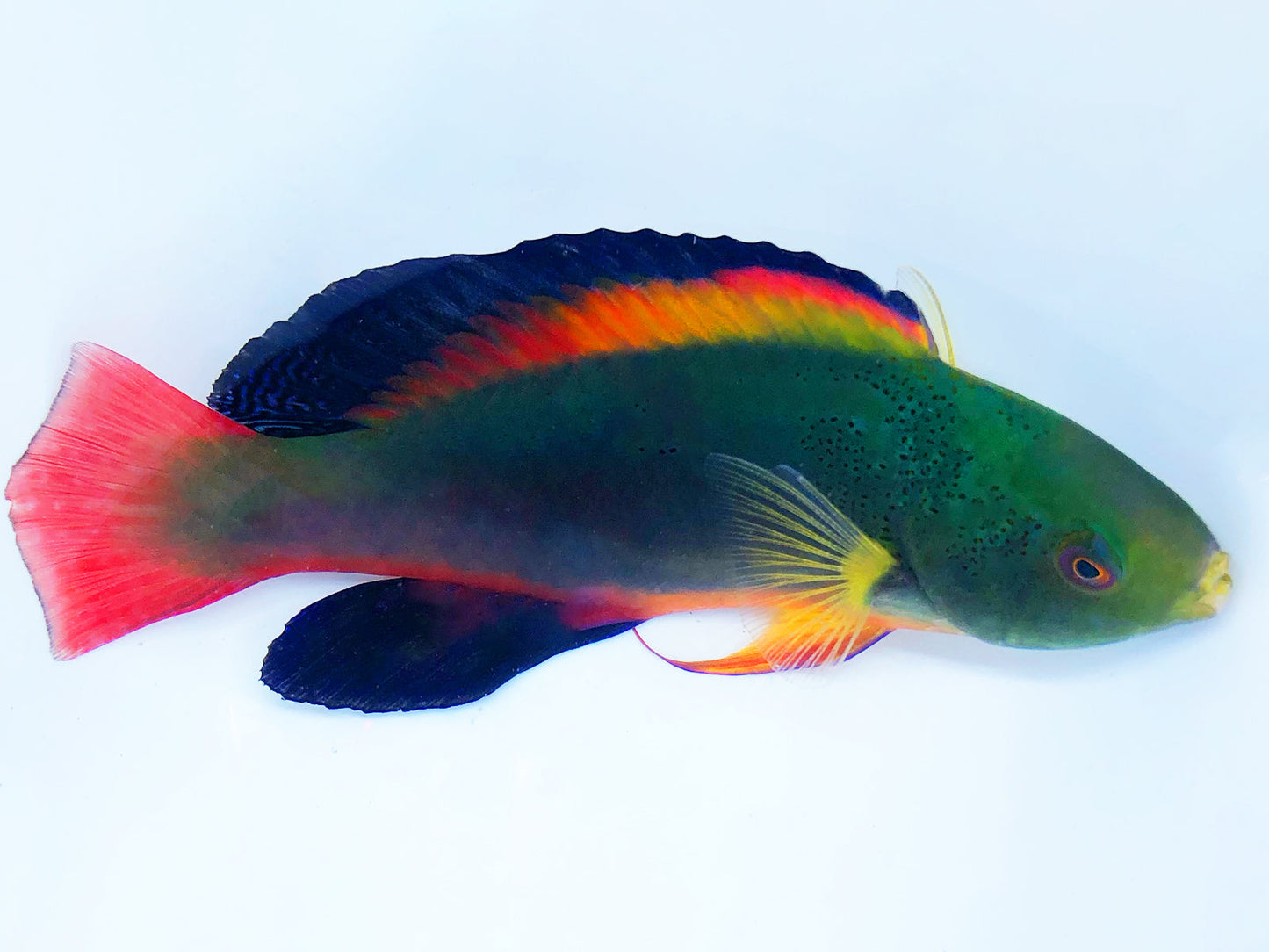 Scott's Velvet Fairy Wrasse Terminal Phase