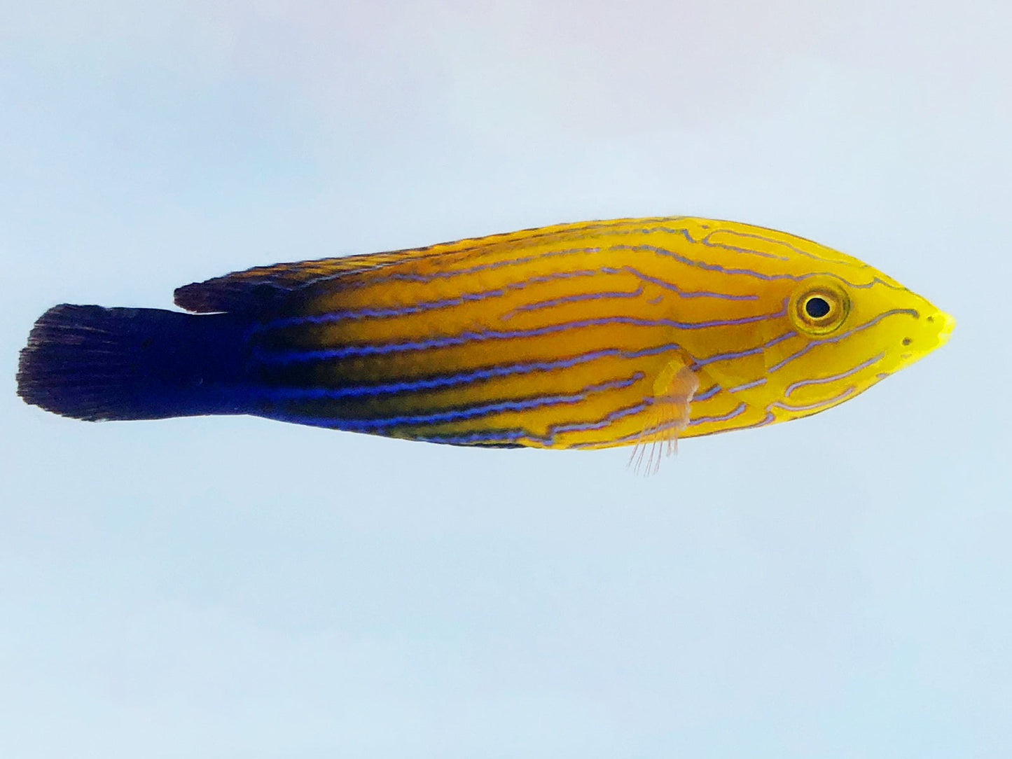 Candycane Femininus Wrasse