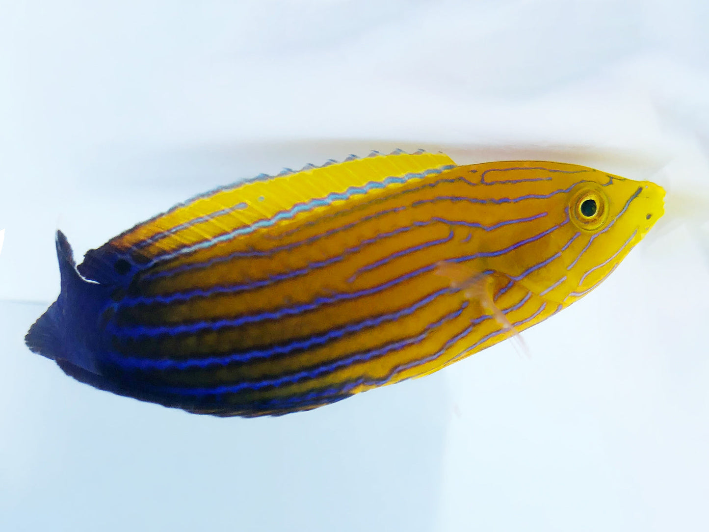 Candycane Femininus Wrasse