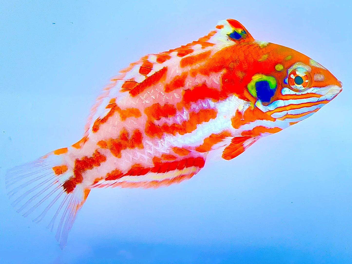 Choat's Red Leopard Wrasse