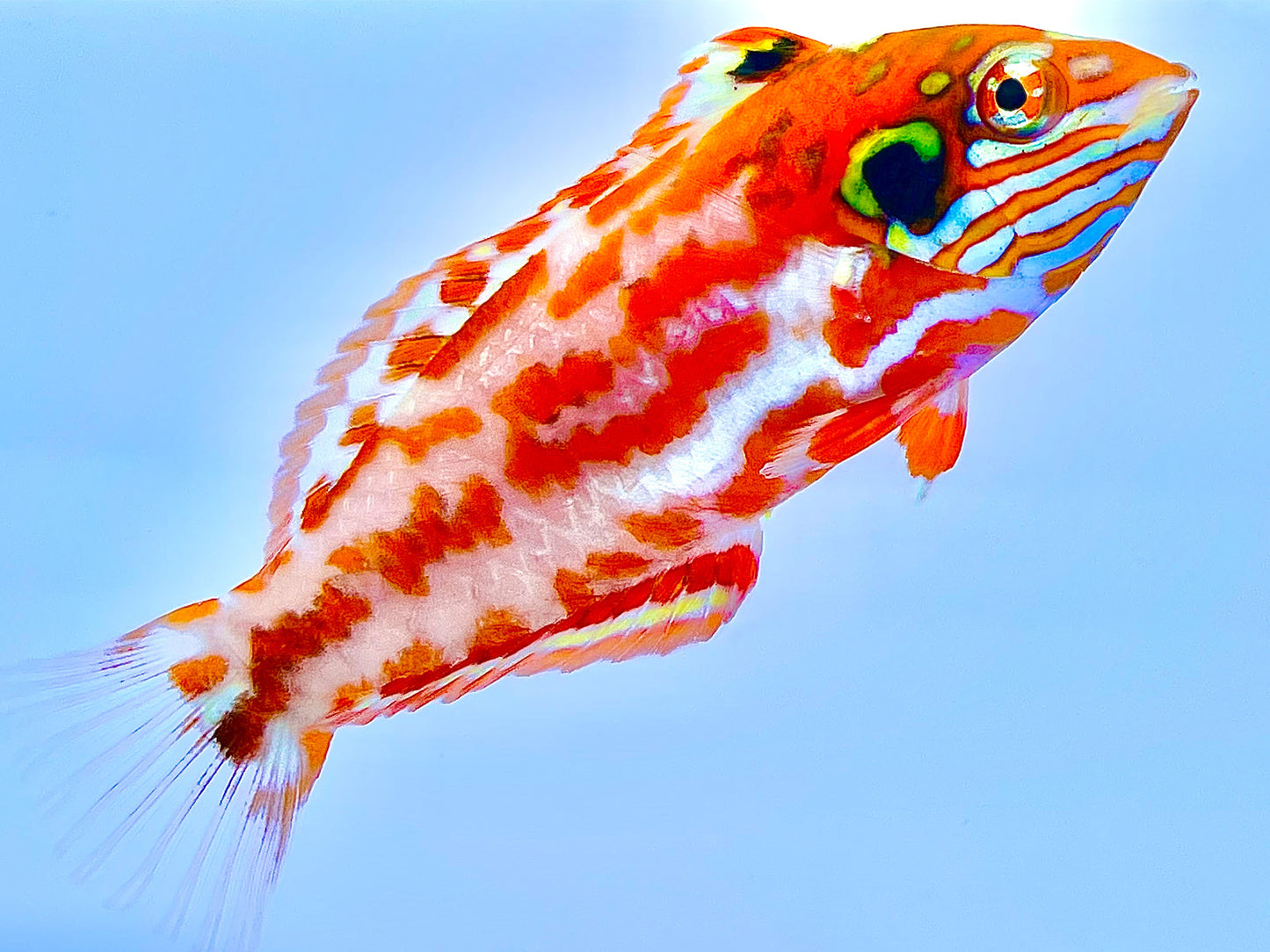 Choat's Red Leopard Wrasse