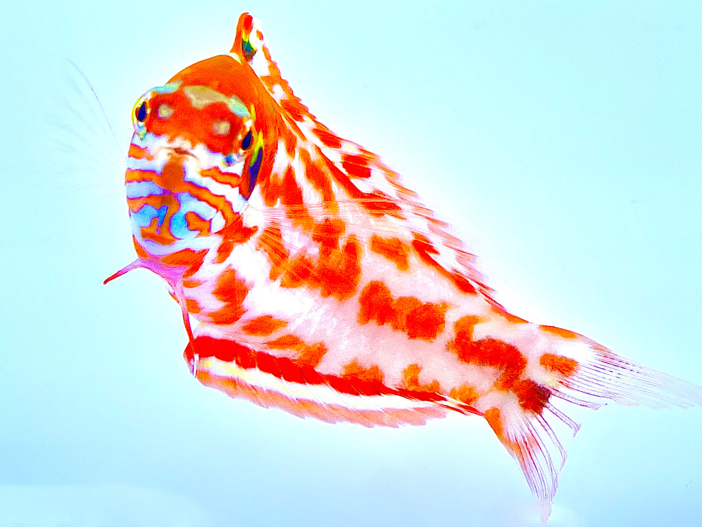 Choat's Red Leopard Wrasse