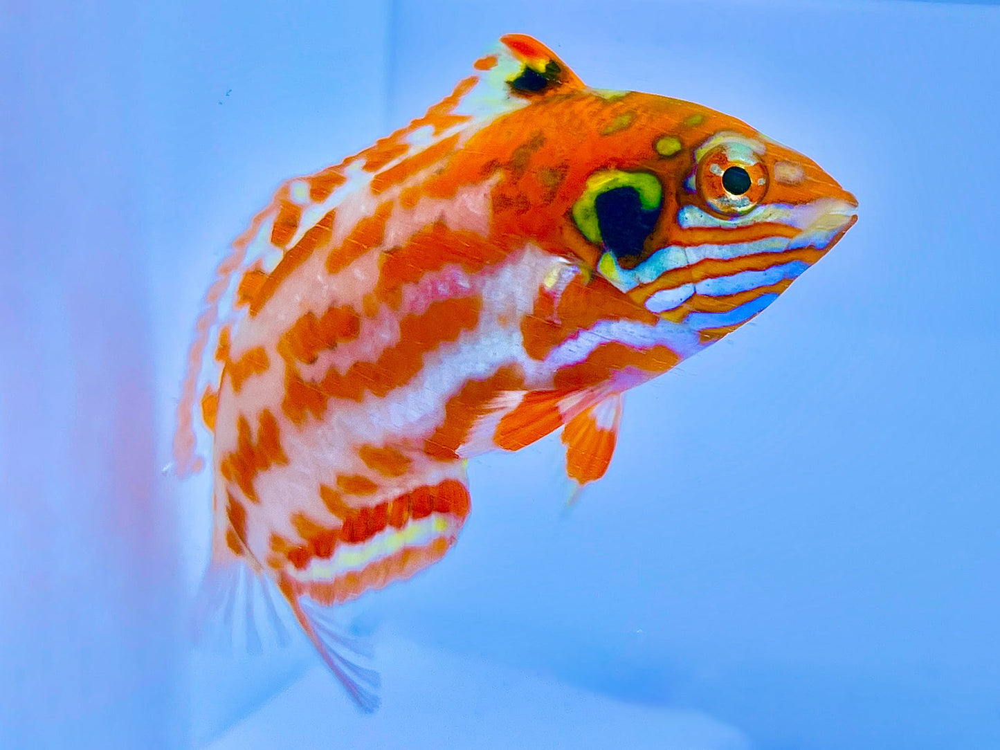 Choat's Red Leopard Wrasse