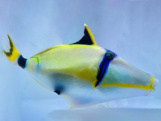 Lunula Triggerfish