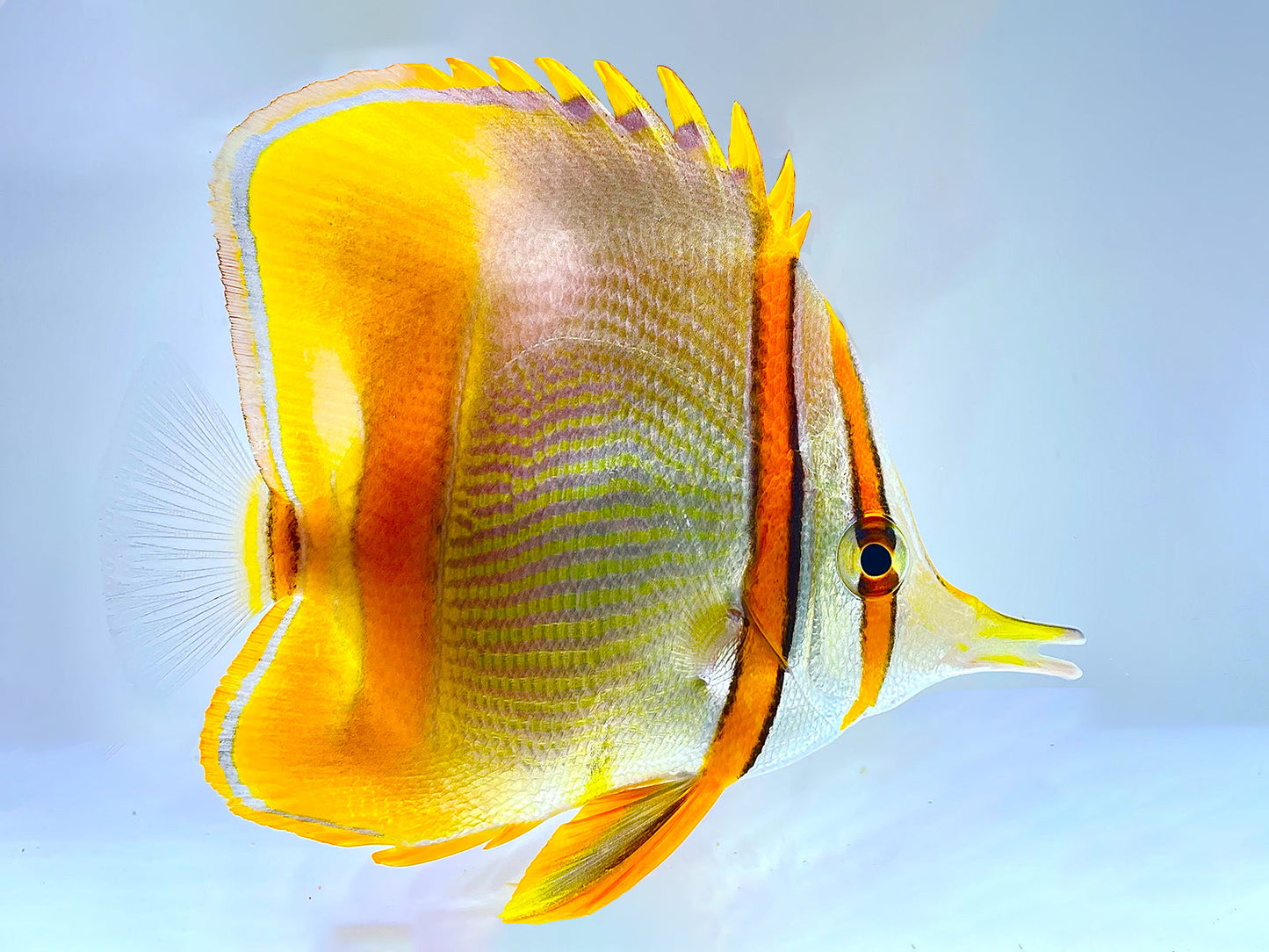 Margined Butterflyfish