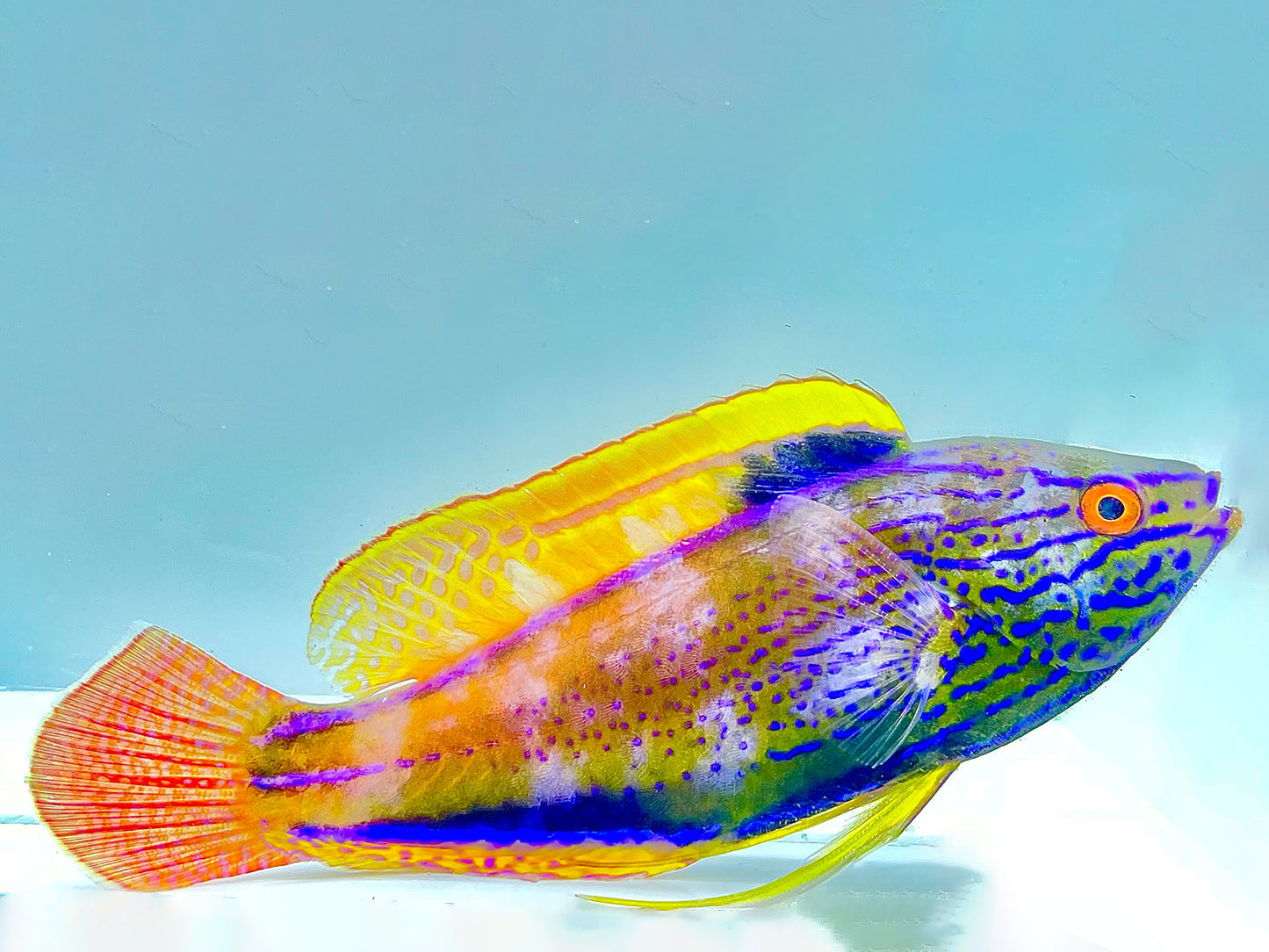 Lineatus Fairy Wrasse Terminal Phase