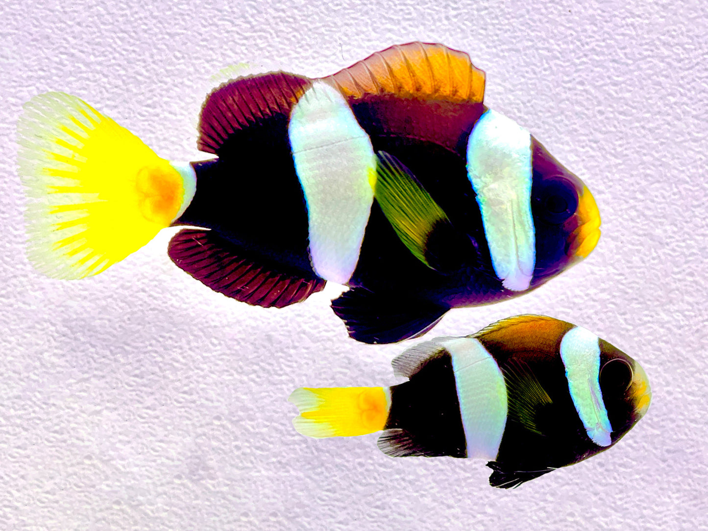 Western Australia A. milii Clownfish Mated Pair