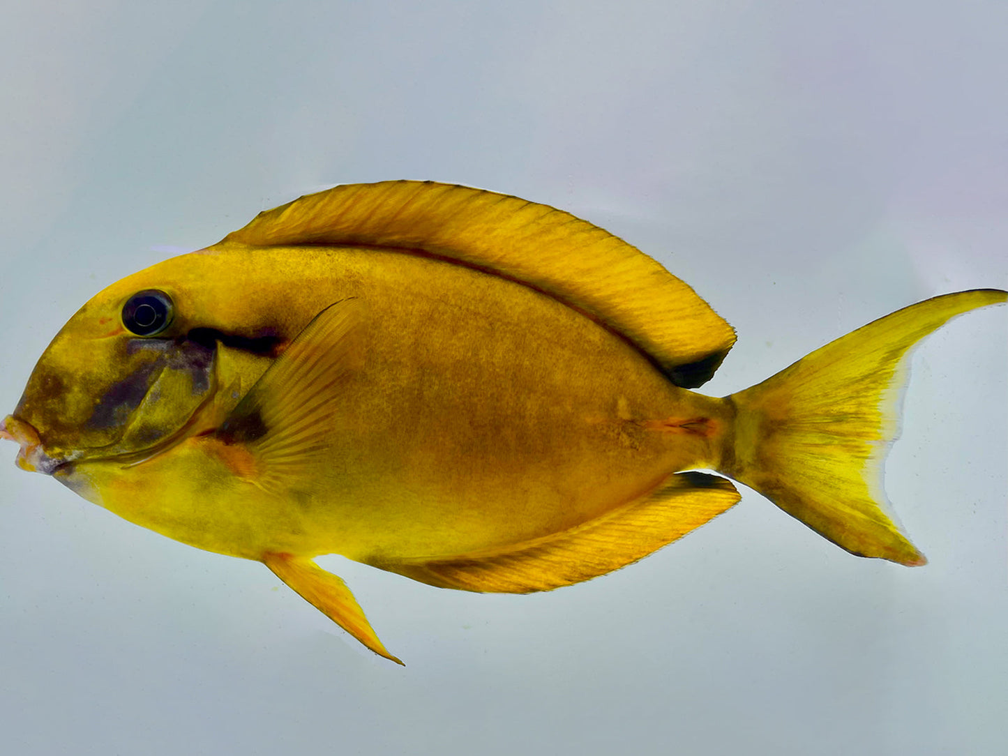 Aberrant Yellow Blackstreak Tang