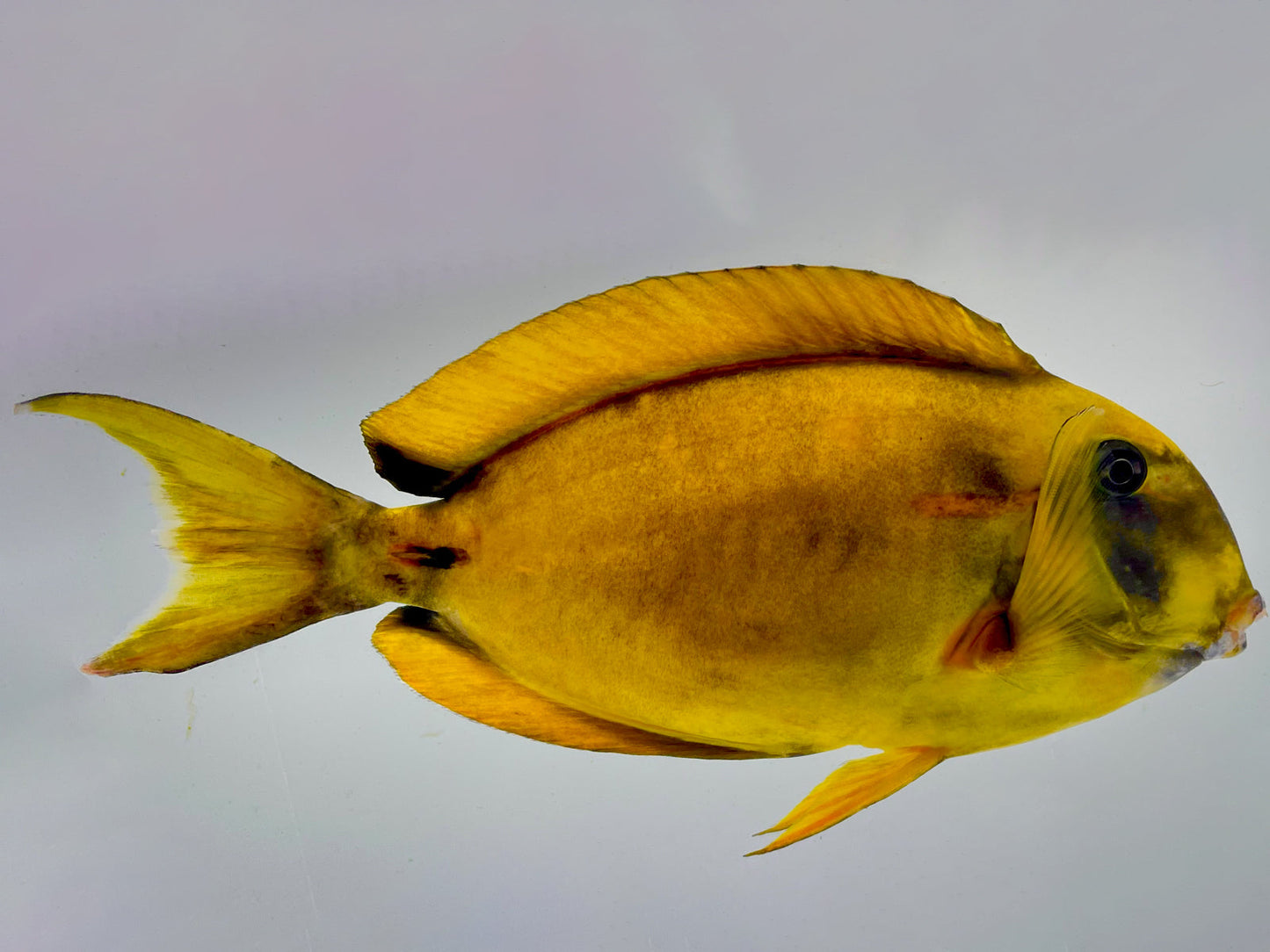 Aberrant Yellow Blackstreak Tang