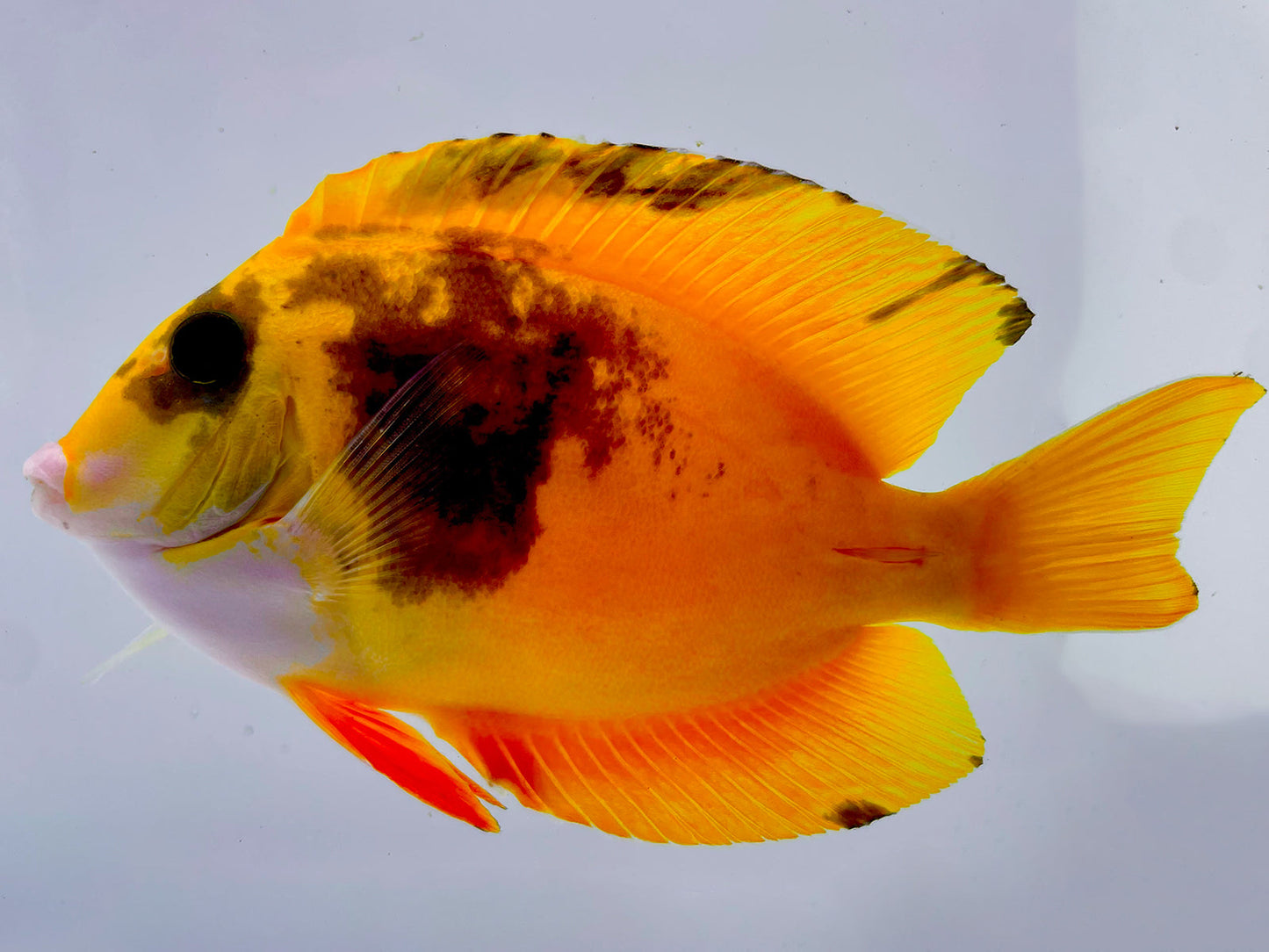 Tri Color Aberrant Bristletooth Tang WYSIWYG