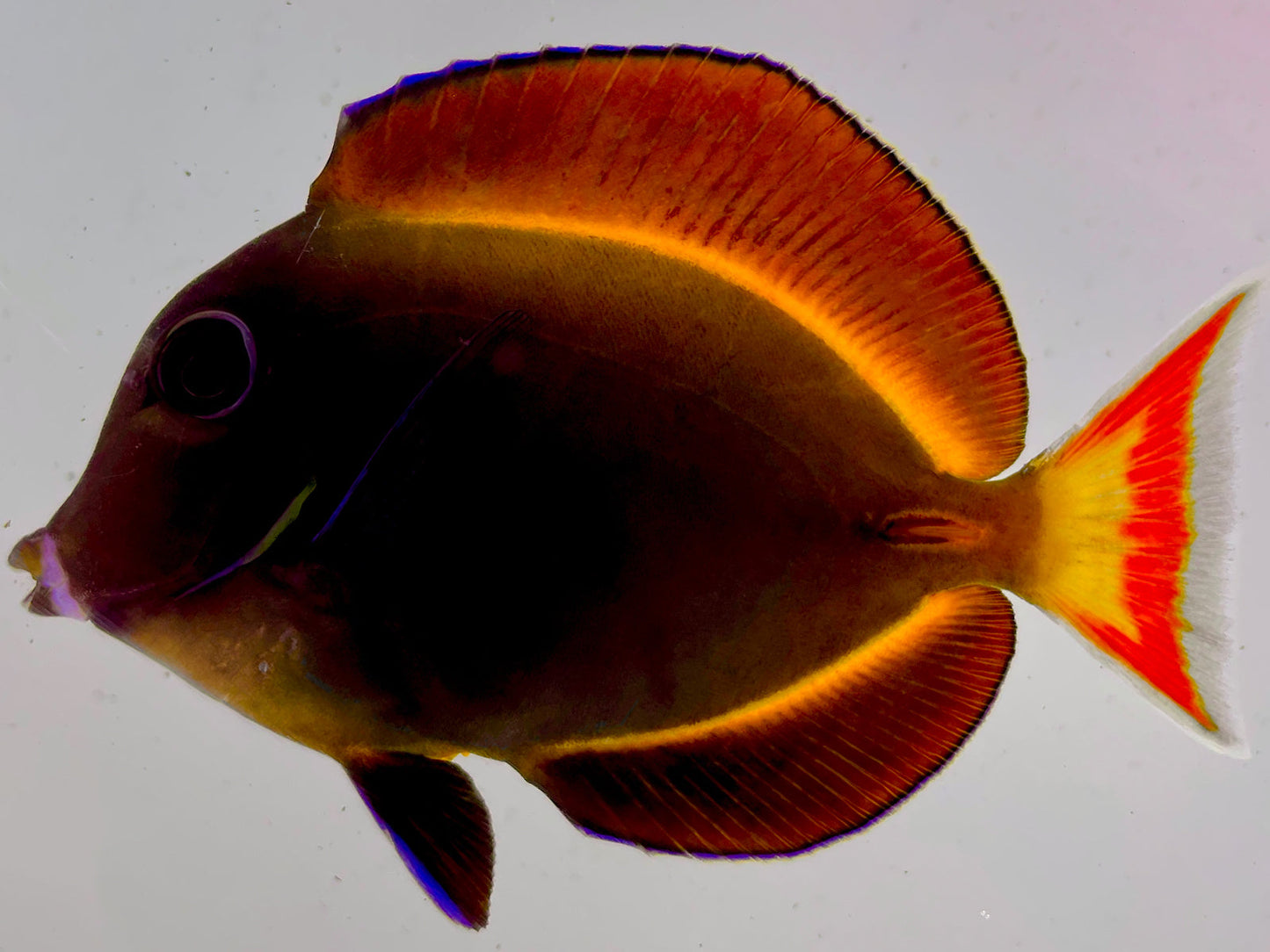 Achilles x Whitecheek Hybrid Tang WYSIWYG