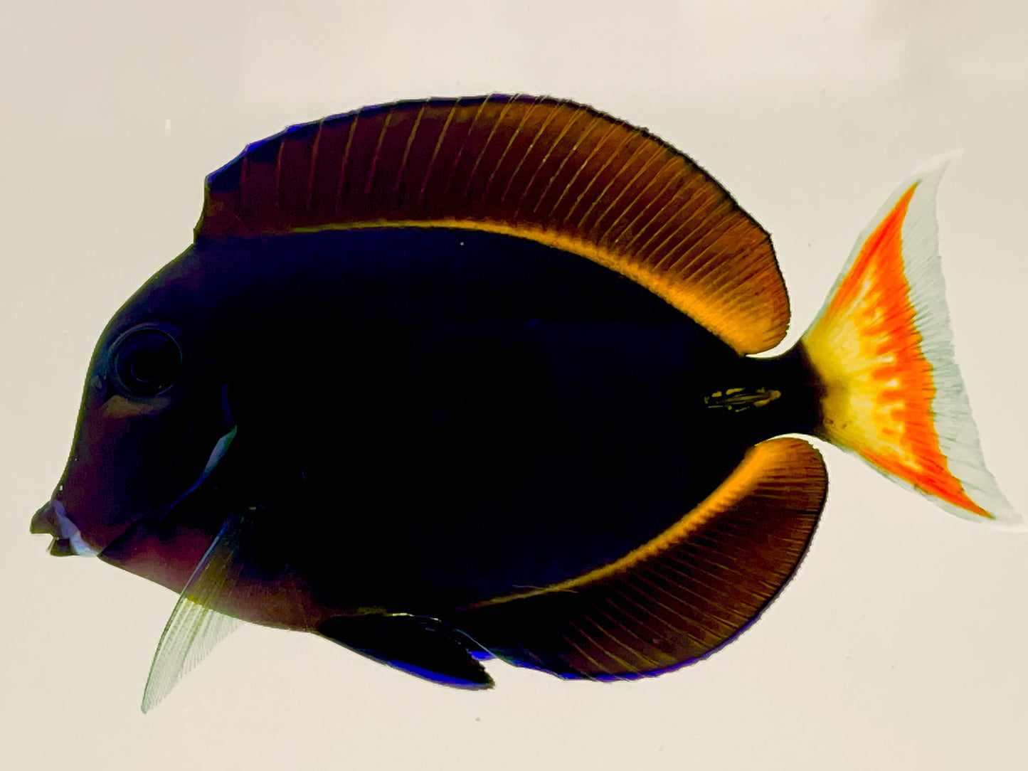 Achilles x Whitecheek Hybrid Tang WYSIWYG