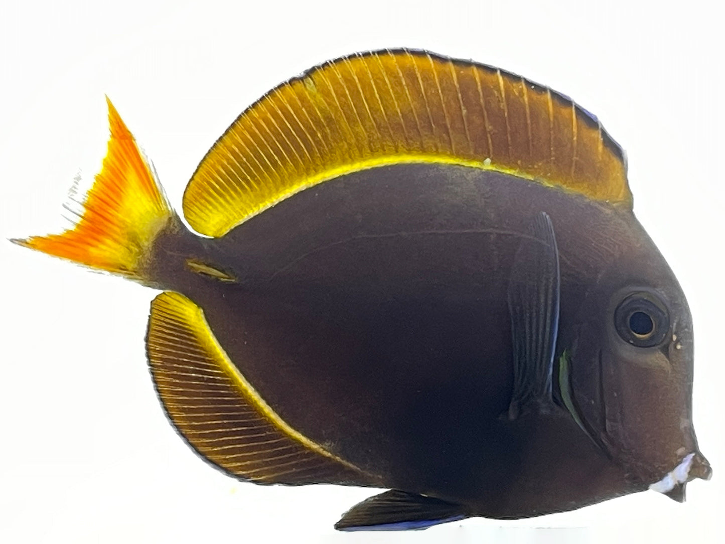 Achilles x Whitecheek Hybrid Tang