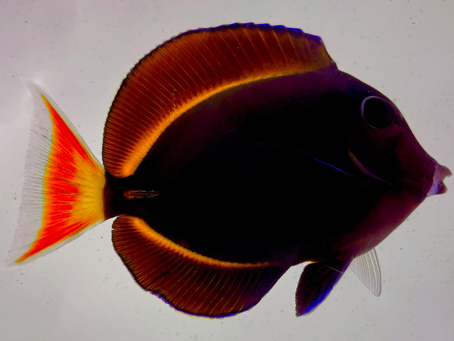 Achilles x Whitecheek Hybrid Tang WYSIWYG