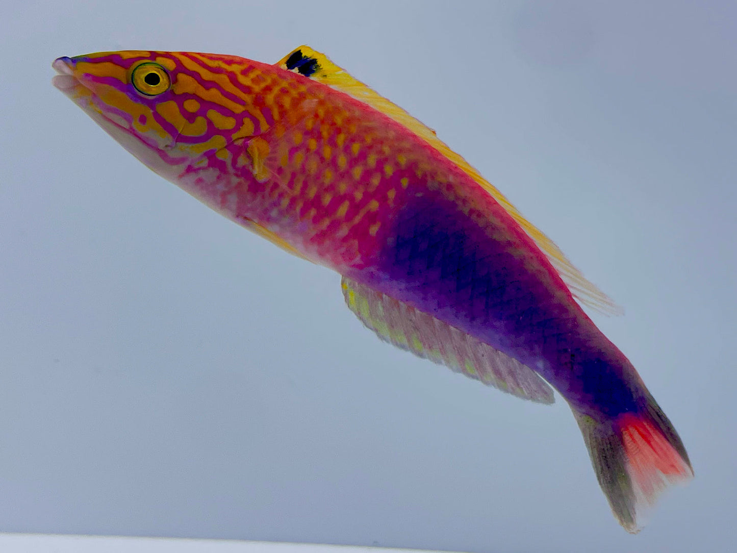 Polynesian Atavai Sunset Wrasse Male/Female Pair