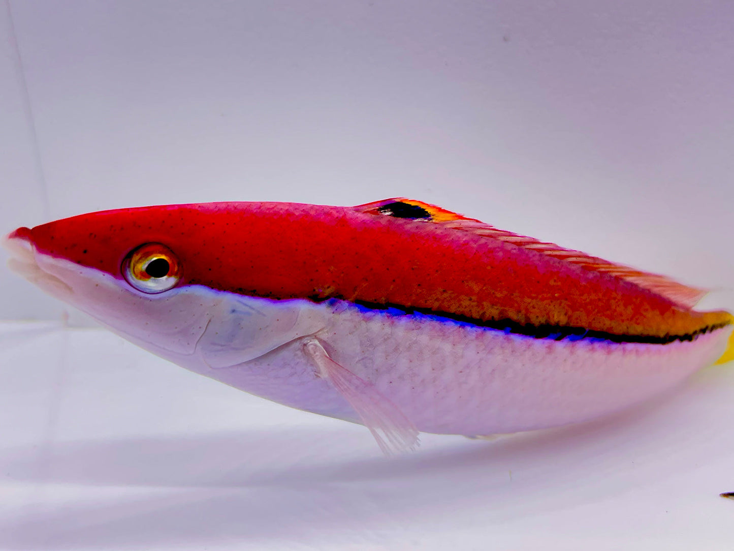 Polynesian Atavai Sunset Wrasse Male/Female Pair