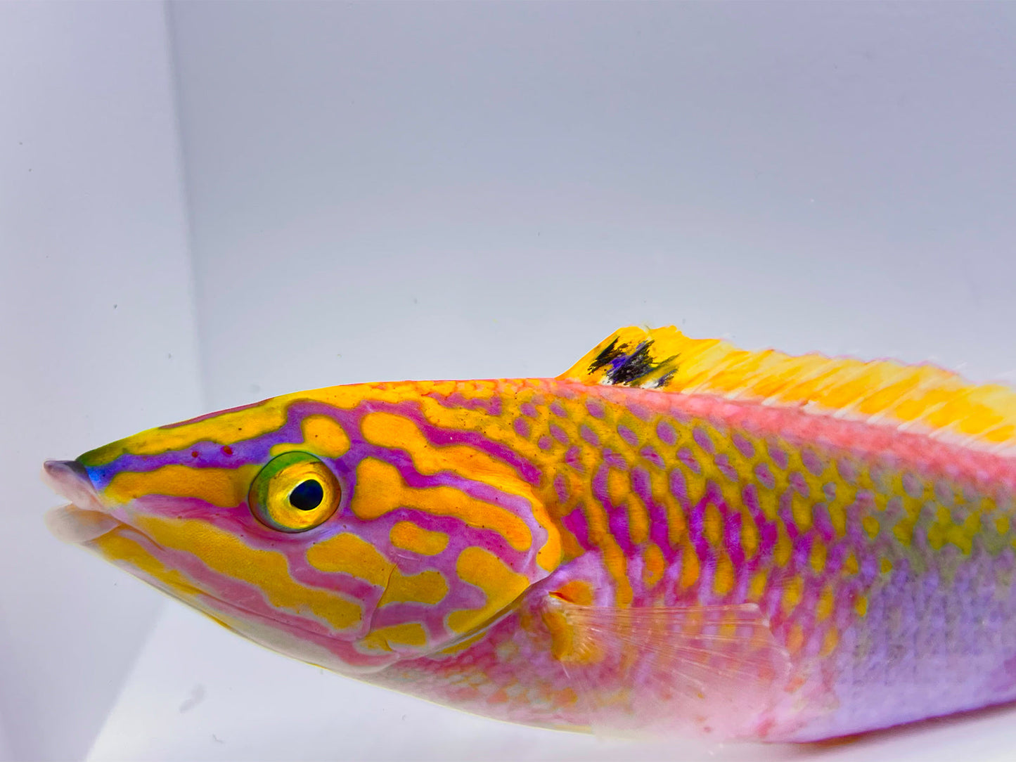 Polynesian Atavai Sunset Wrasse Male/Female Pair