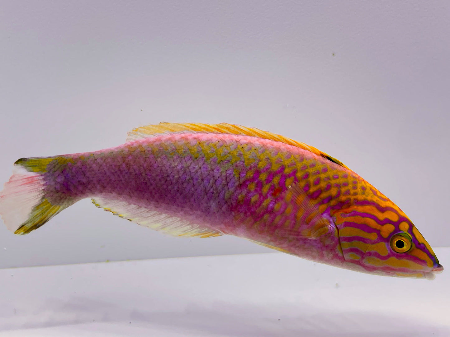 Polynesian Atavai Sunset Wrasse Male/Female Pair