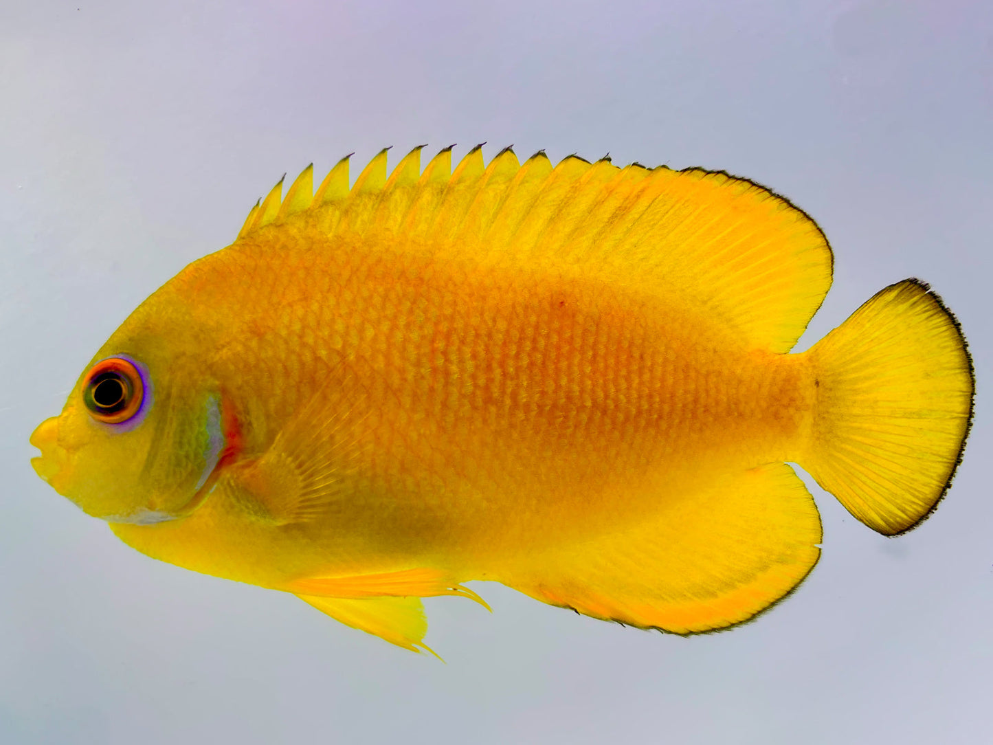 Captive Bred Lemonpeel Angelfish Hybrid (BA)