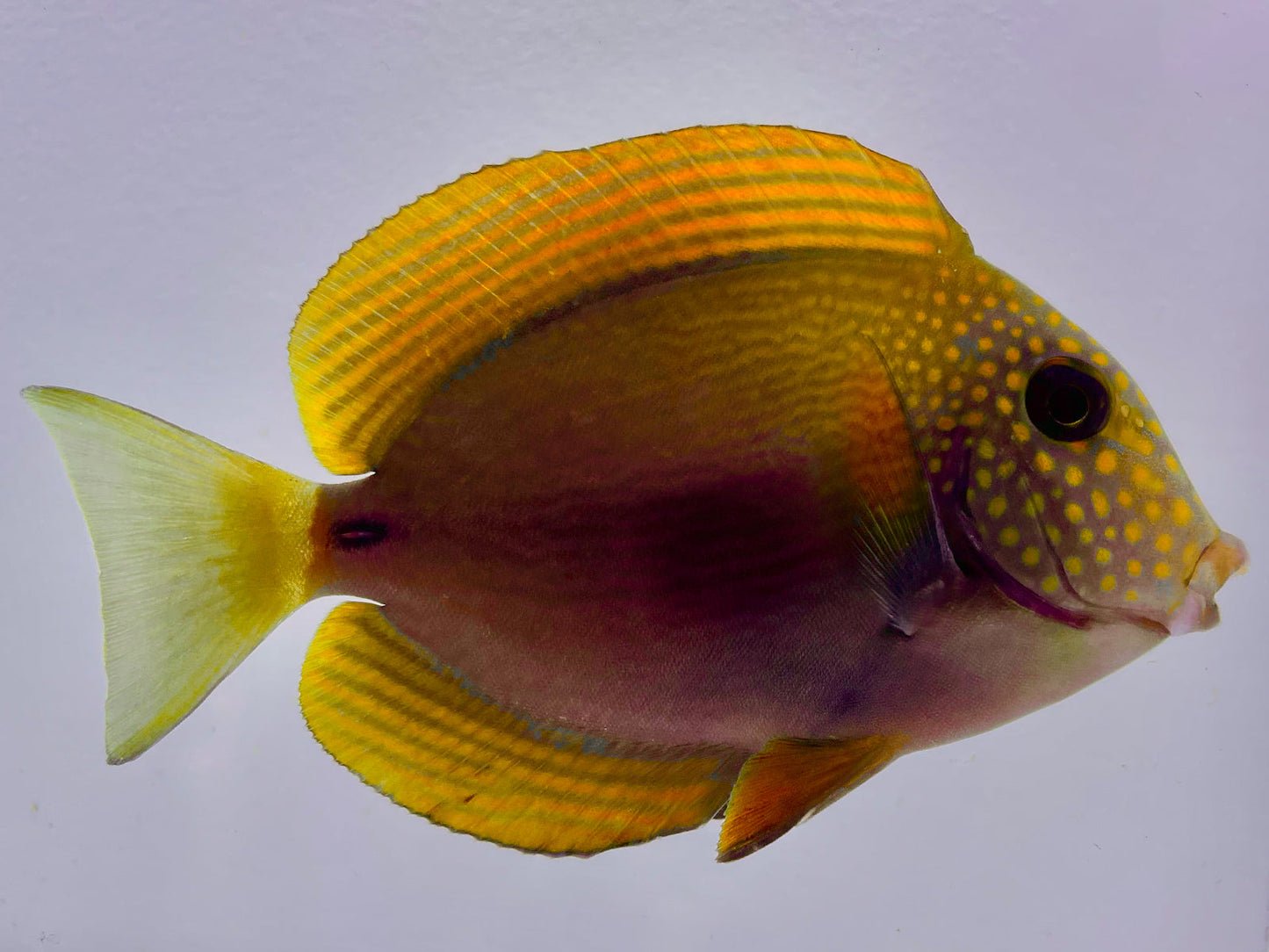 Maculiceps Tang