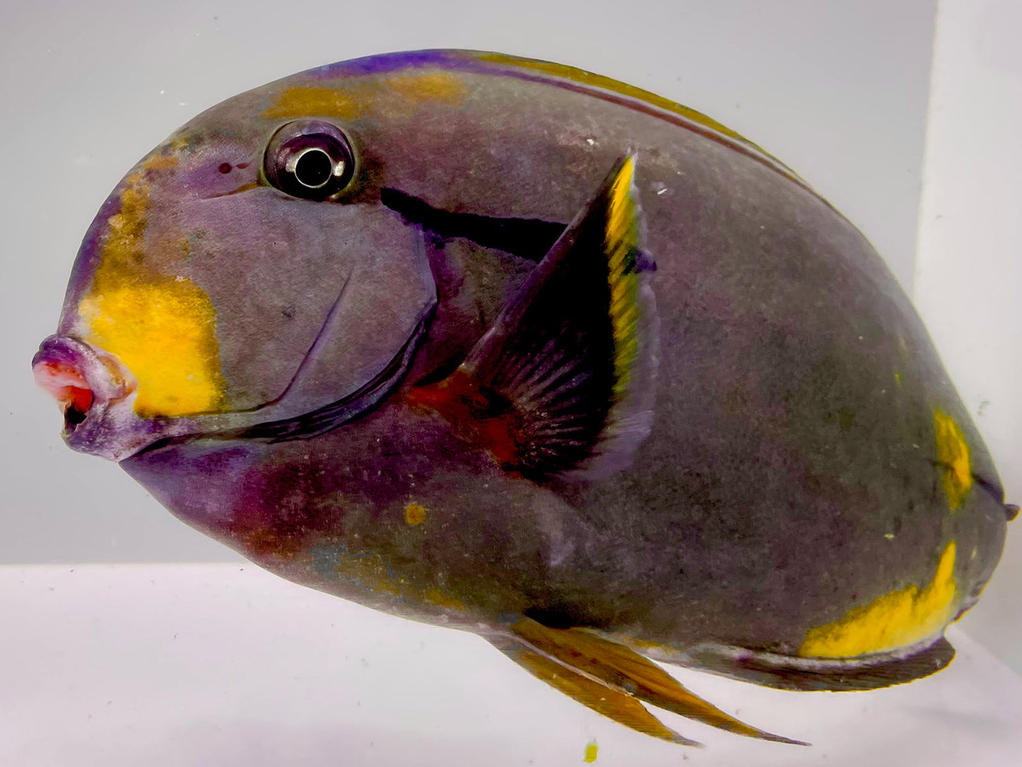 Aberrant Tri Color Blackstreak Tang SHOW