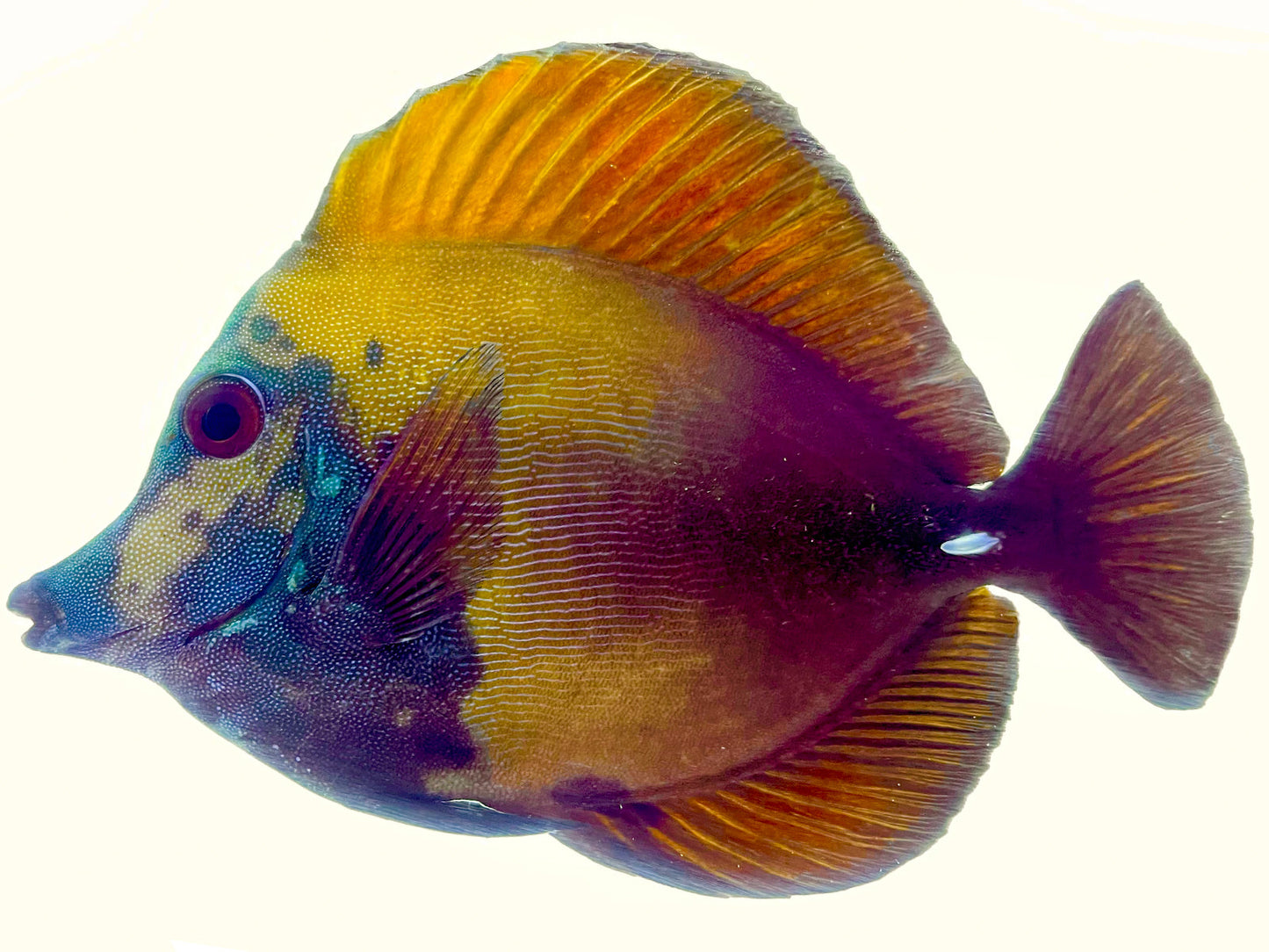 Blue Face Koi Scopas Tang WYSIWYG