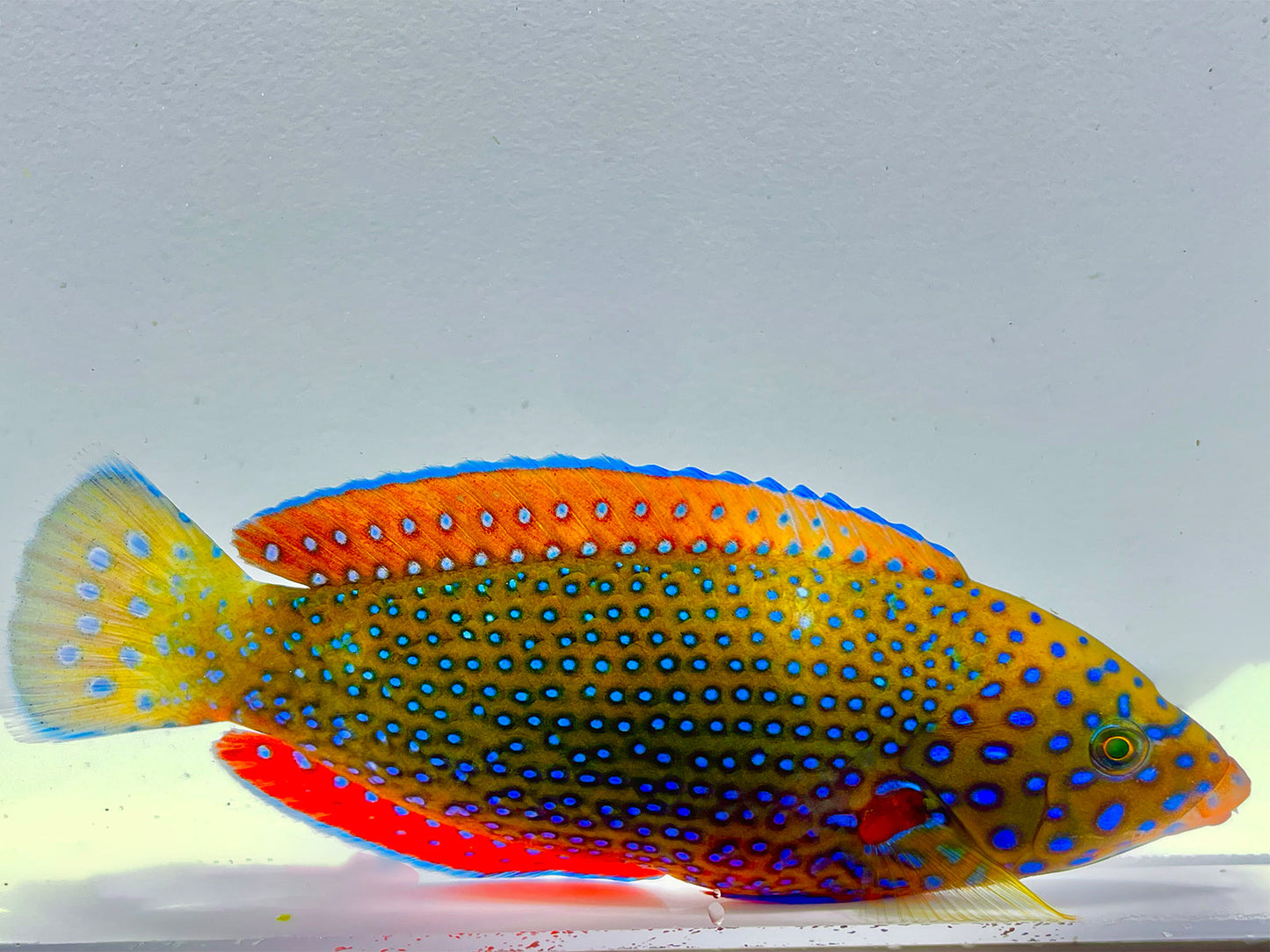 Blue Spotted Tamarin Wrasse