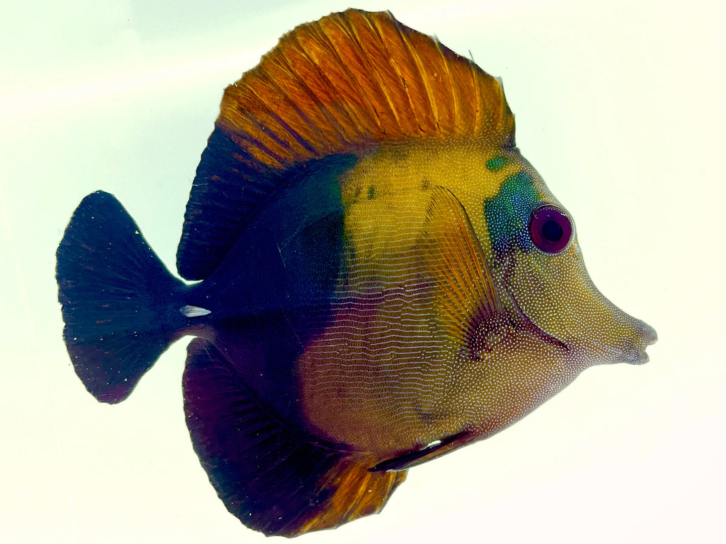 Blue Face Koi Scopas Tang WYSIWYG