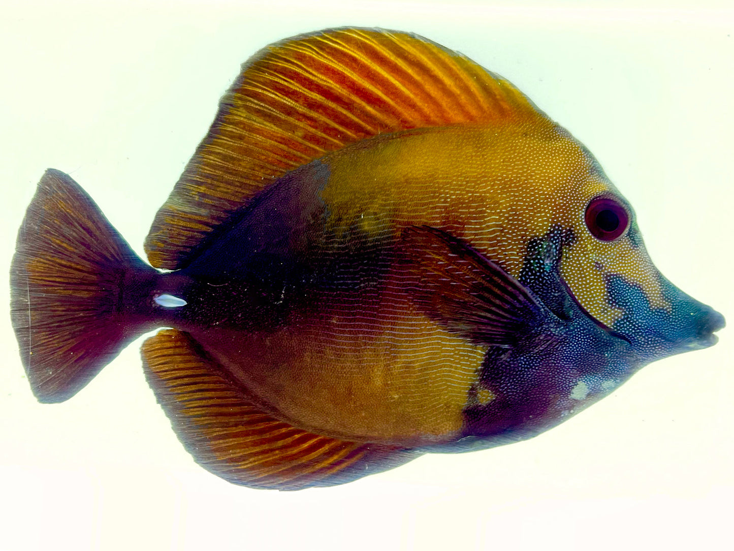 Blue Face Koi Scopas Tang WYSIWYG