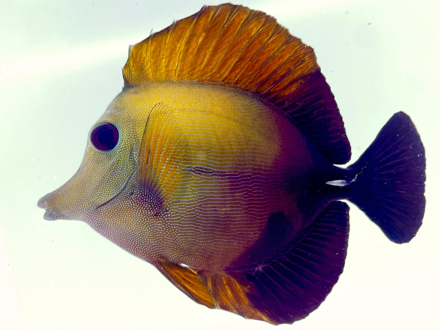 Blue Face Koi Scopas Tang WYSIWYG