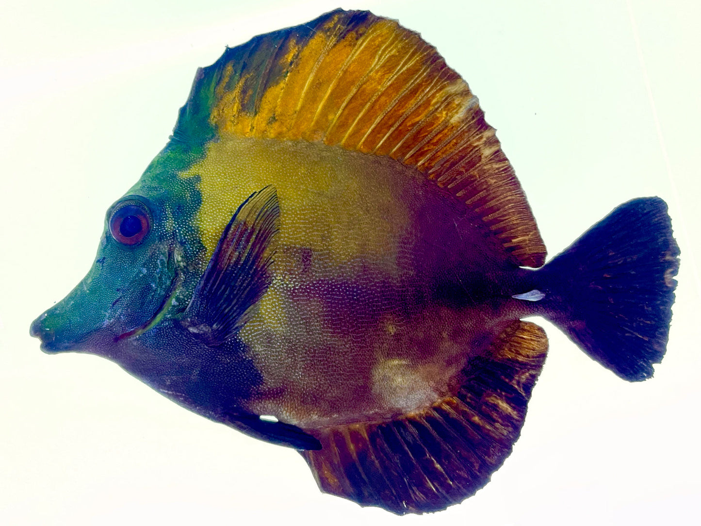 Blue Face Koi Scopas Tang WYSIWYG