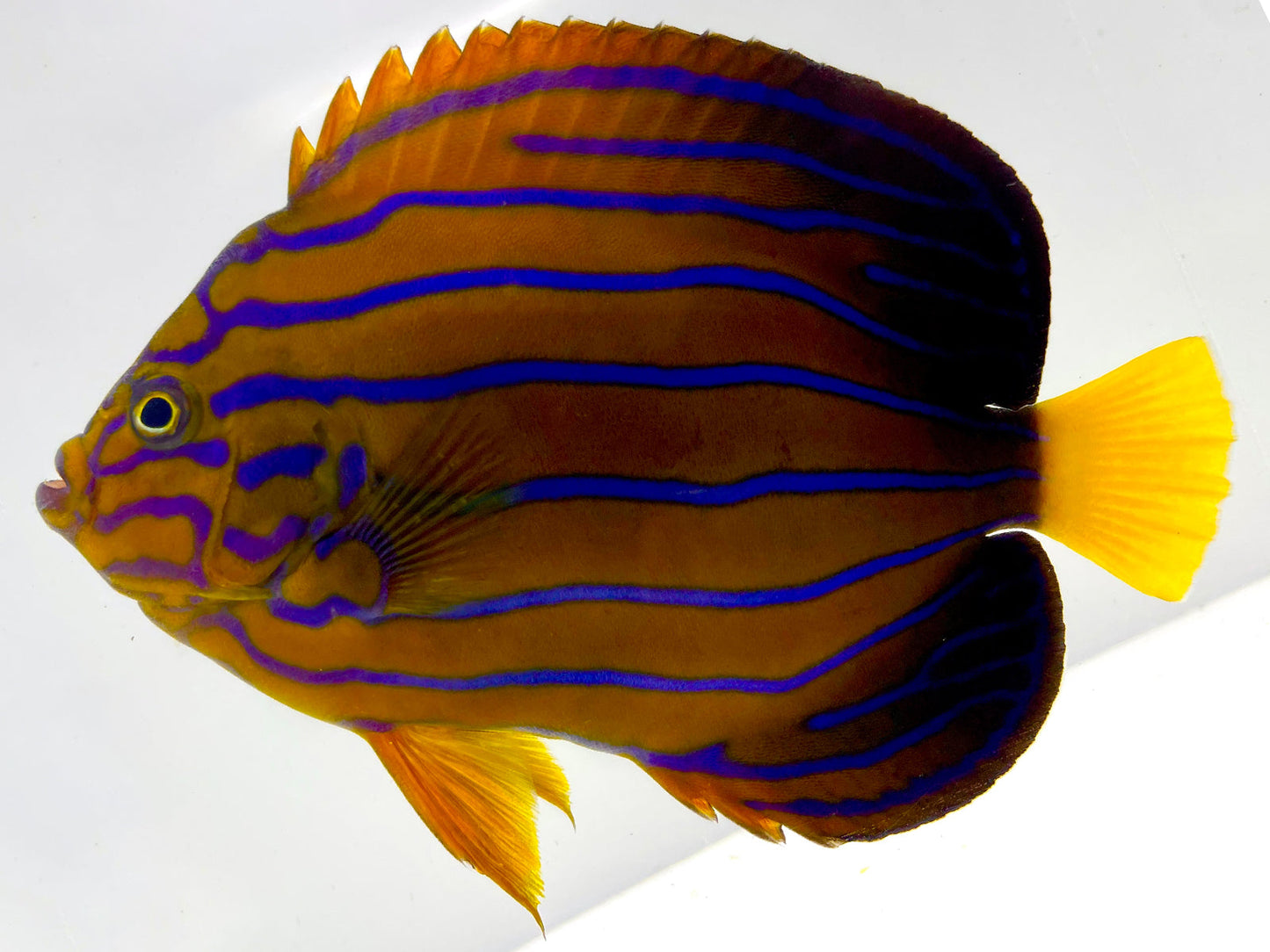 Taiwan Blue Line Angelfish SHOW WYSIWYG