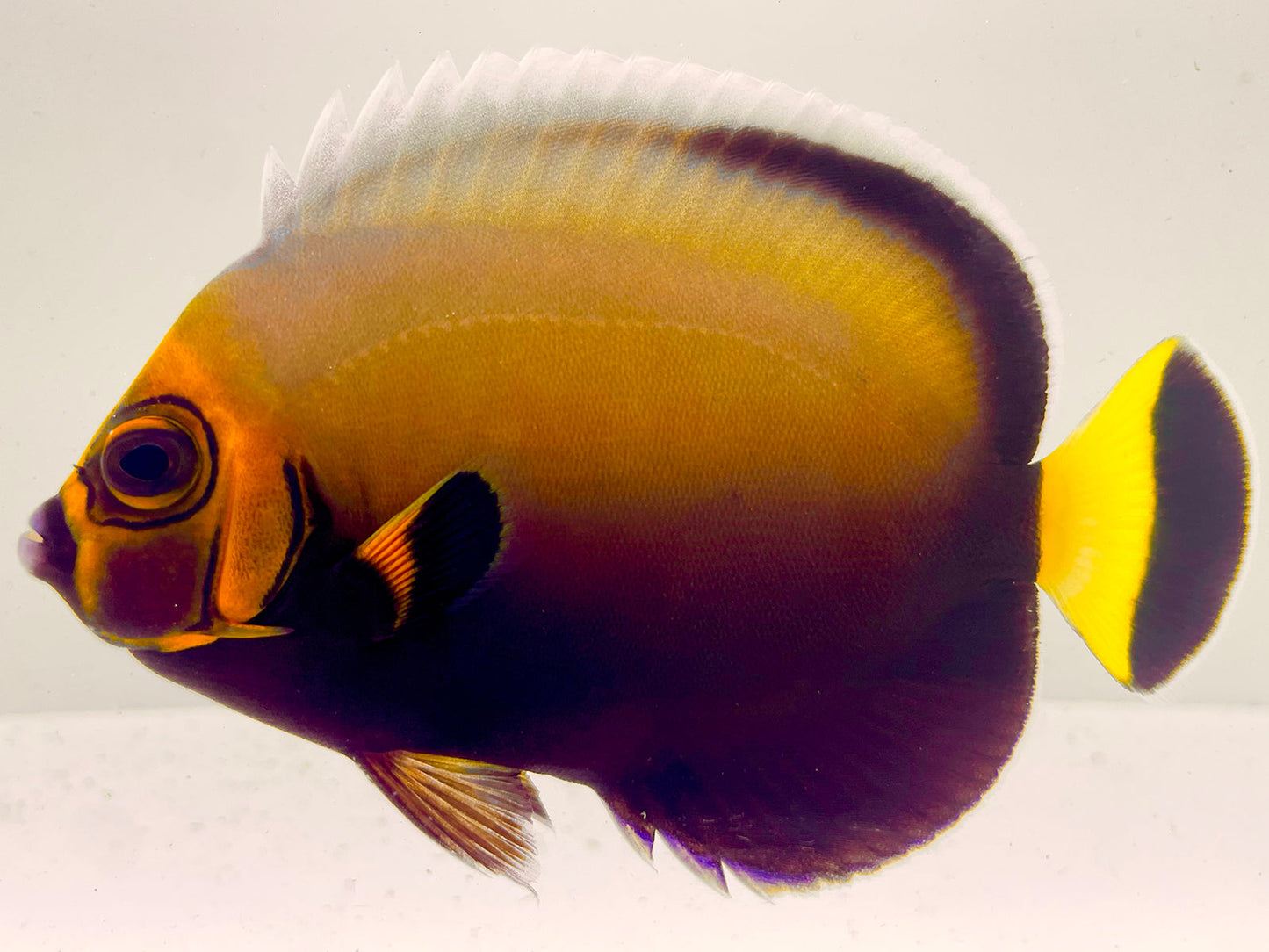 Wild New Caledonian Conspicuous Angelfish