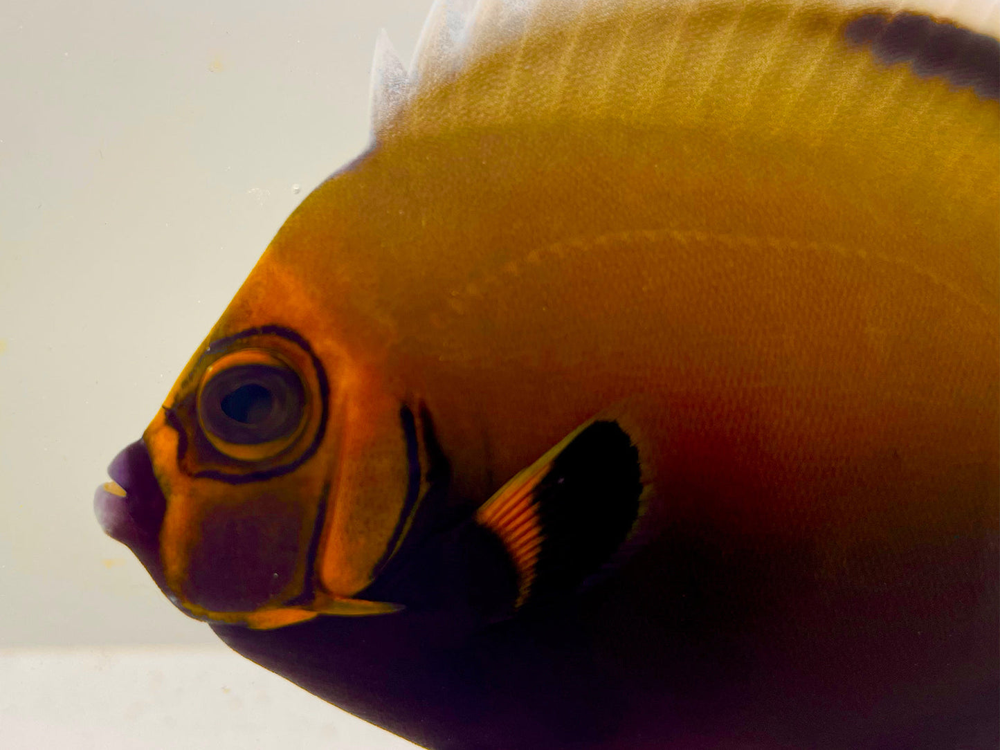 Wild New Caledonian Conspicuous Angelfish