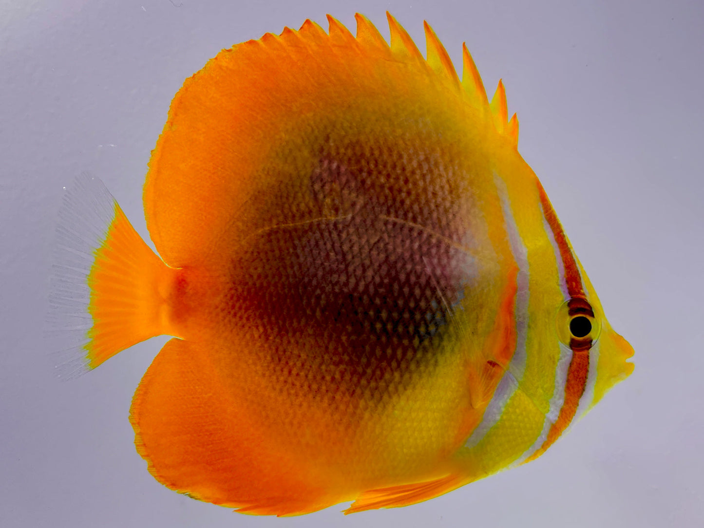 Golden Stripe Butterflyfish