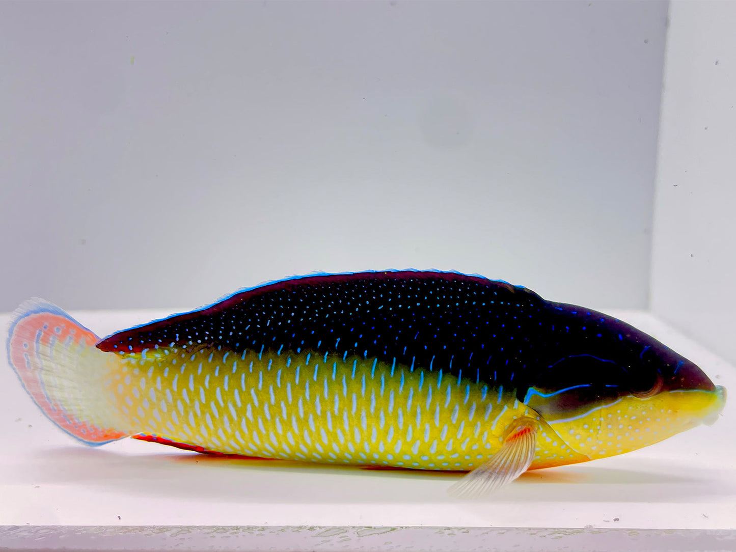 China Pearl Wrasse Super Male WYSIWYG