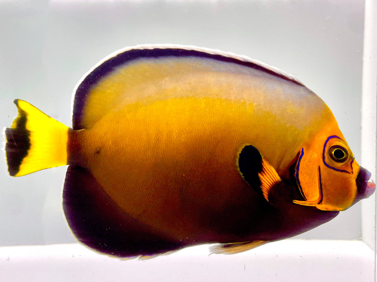 Wild New Caledonian Conspicuous Angelfish