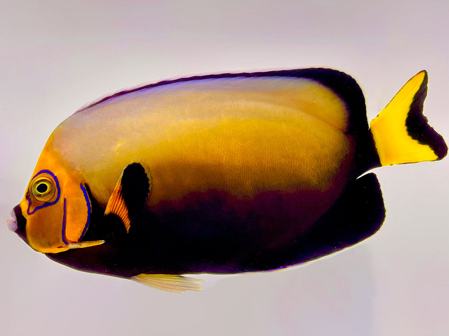 Wild New Caledonian Conspicuous Angelfish SHOW