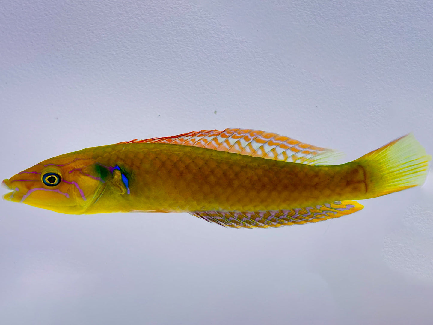 Elongate Wrasse