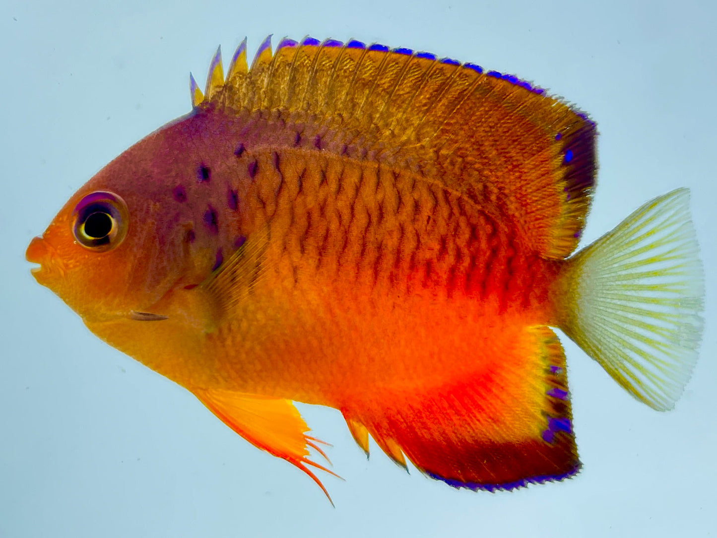 False Shepards Hybrid Angelfish WYSIWYG