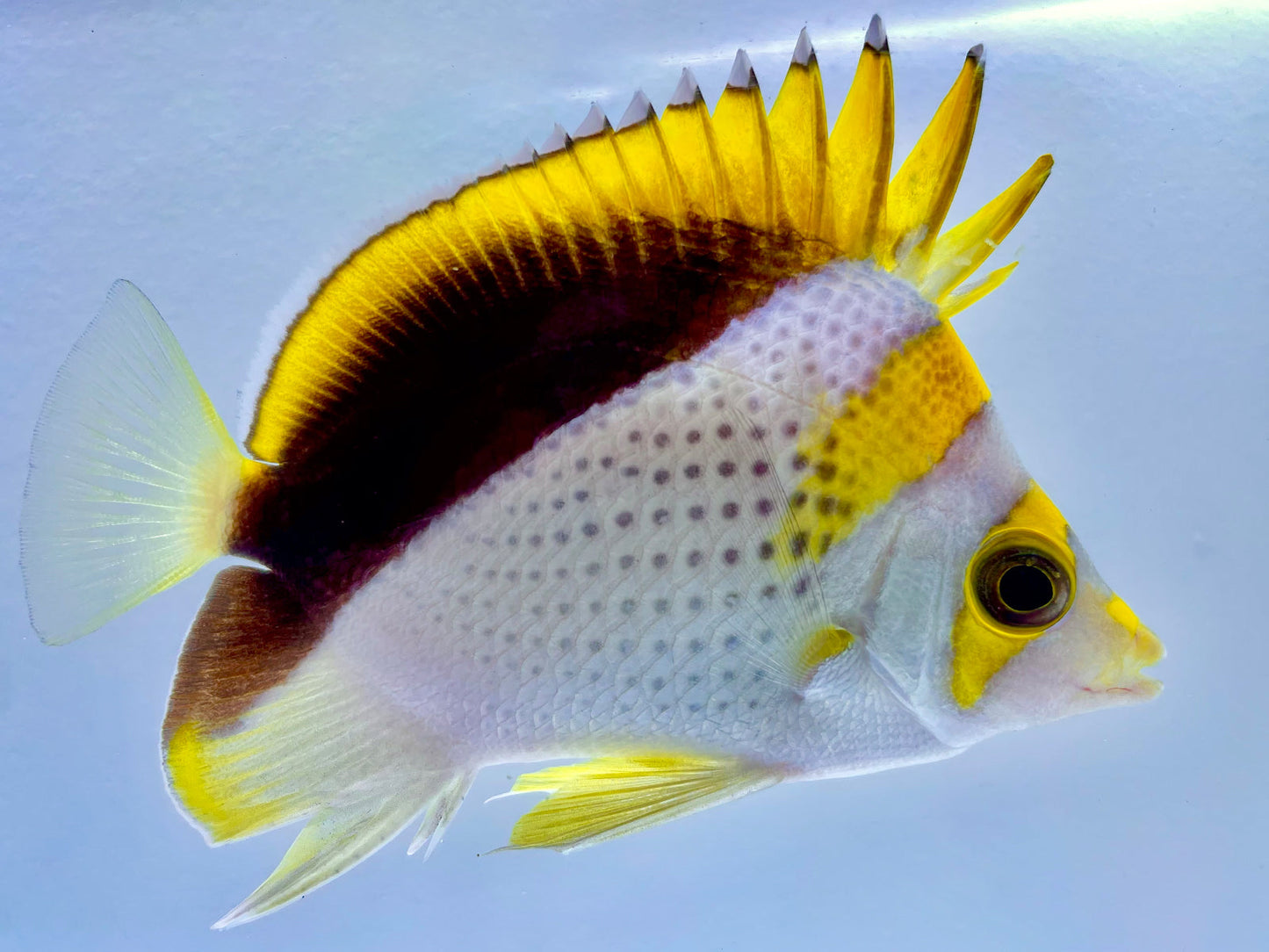 Gold Crown Butterflyfish WYSIWYG