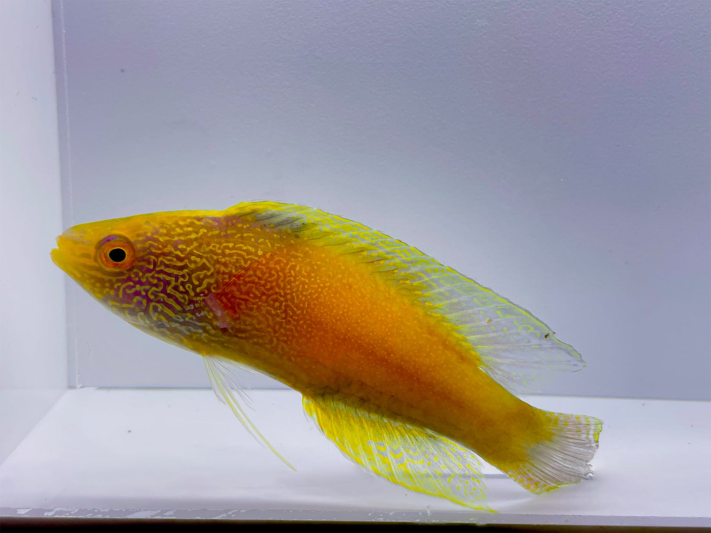 Golden Rhomboid Fairy Wrasse Supermale XL WYSIWYG