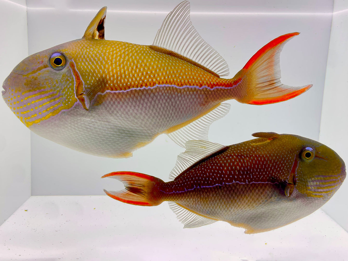 Christmas Islands Goldenback Triggerfish Bonded Pair WYSIWYG