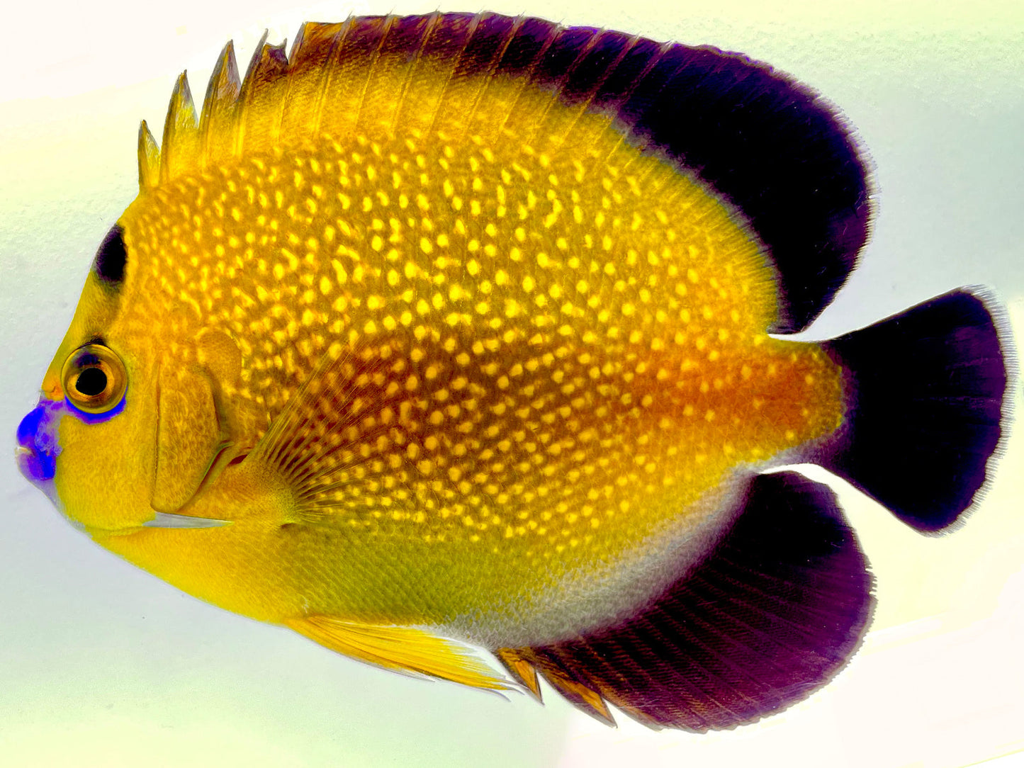 Wild Goldflake Angelfish