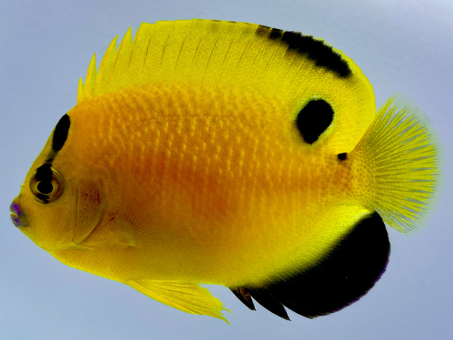 Captive Bred Goldflake Angelfish Juvenile (BA)