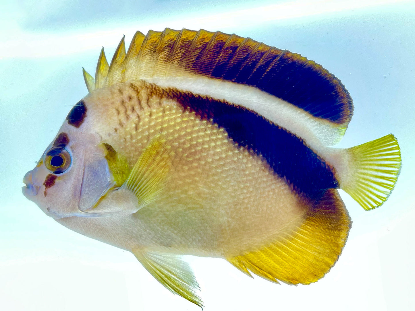 Griffis Angelfish