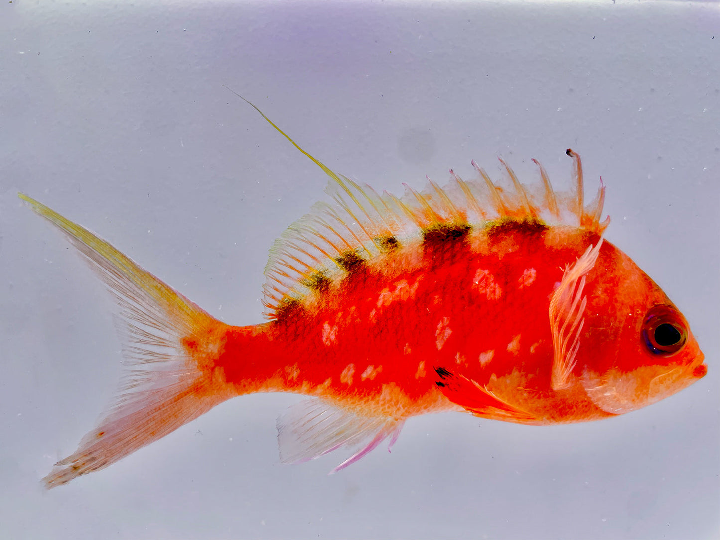 Japanese Cherry Anthias Male